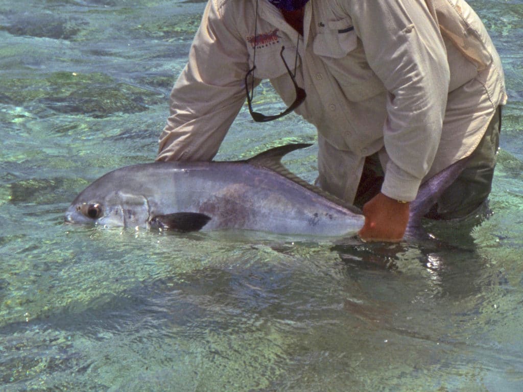 Small to medium permit are most numerous around Turneffe, but trophy-size fish are also around.