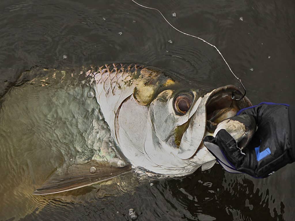 Best Bait for Tarpon  Salt Water Sportsman