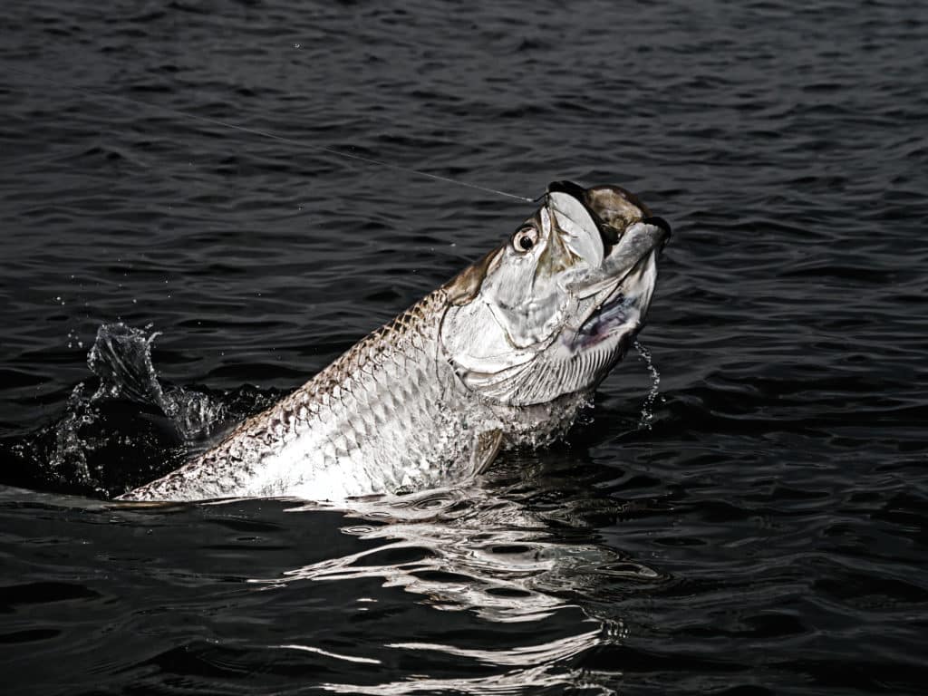 Unless the winter in Florida has been unusually cold and long, tarpon start showing up as early as February, spreading out and increasing steadily in numbers as waters warm up.