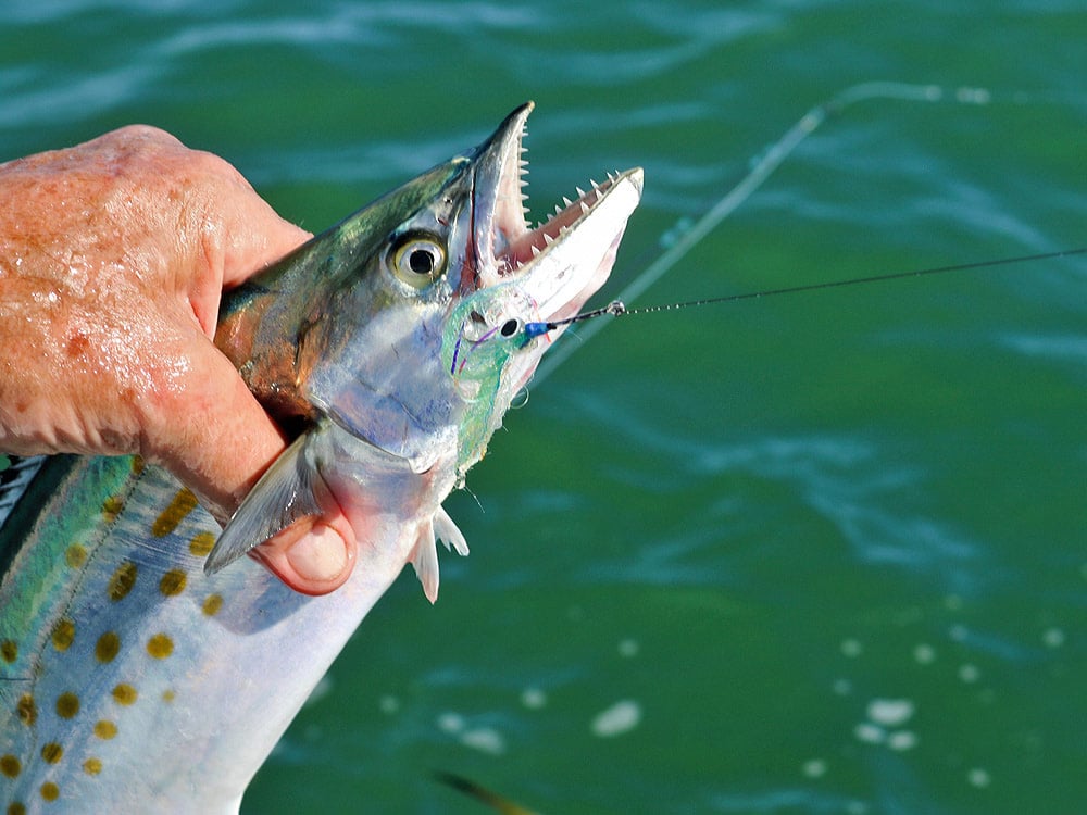 Spanish Mackerel on Fly by Mike Conner