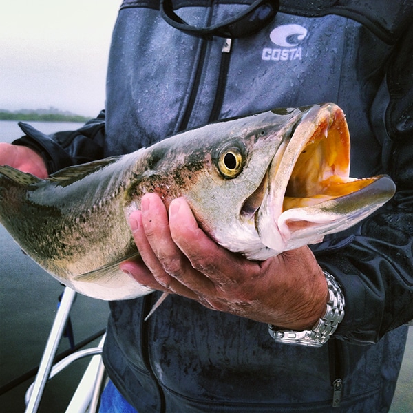 gator trout and redfish