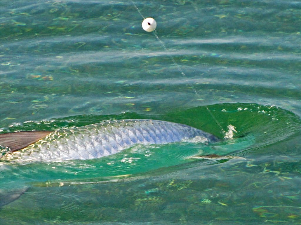 When strong cold fronts drops water temperatures below tarpon's comfort zone, finding moving water is often the key to locating tarpon.
