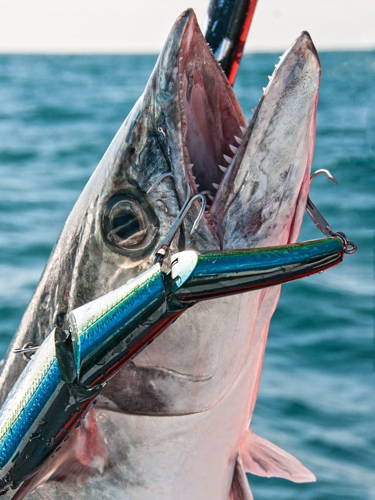 trolling plugs fast kingfish pro tips