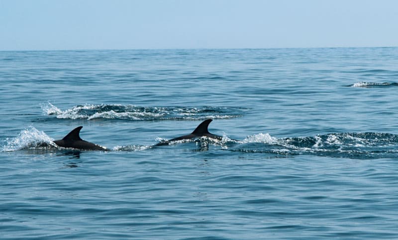 Porpoise schools