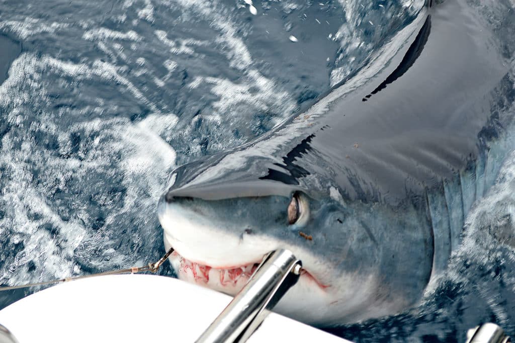 mako shark fishing in California