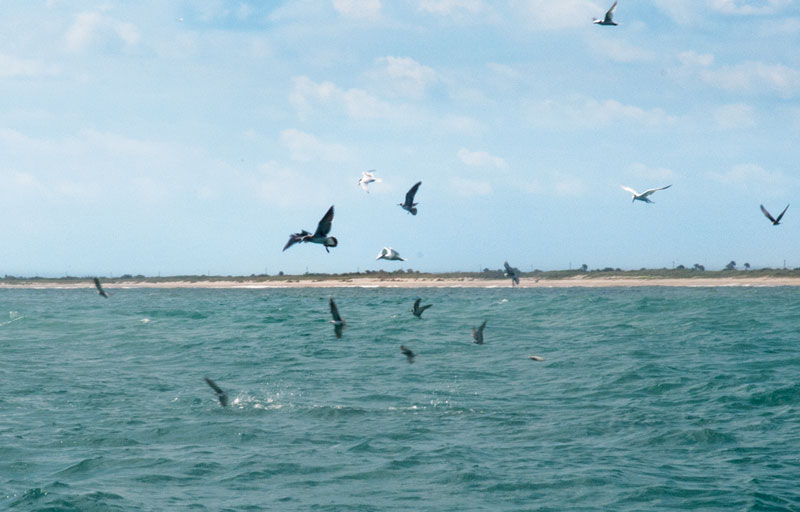 reading-signs-birds.jpg