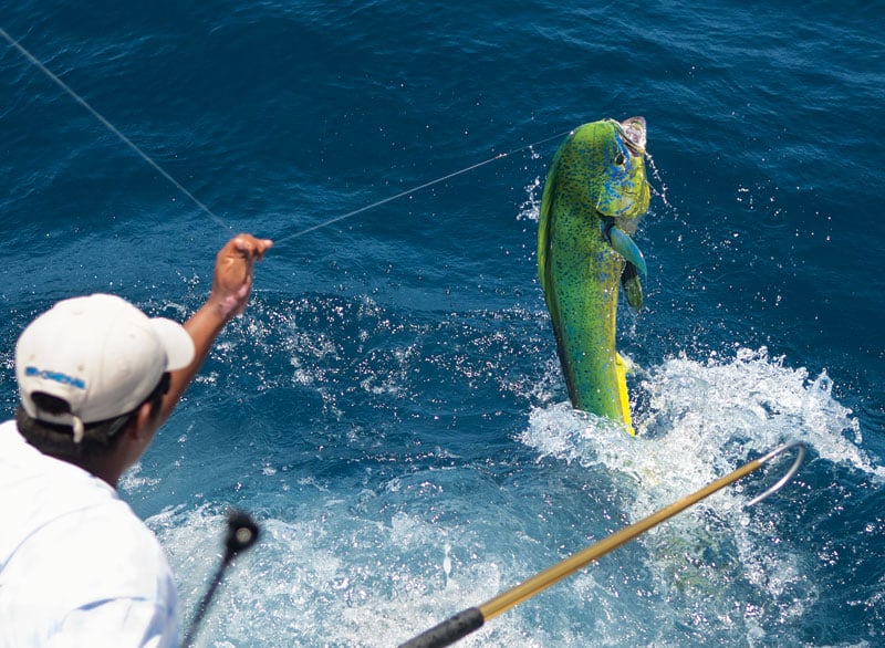 dolphin jump mahi