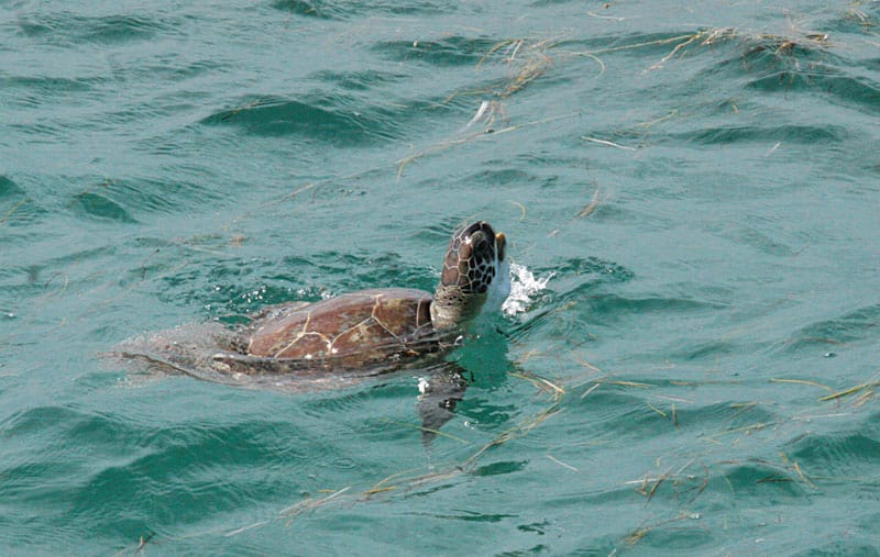 turtle in water