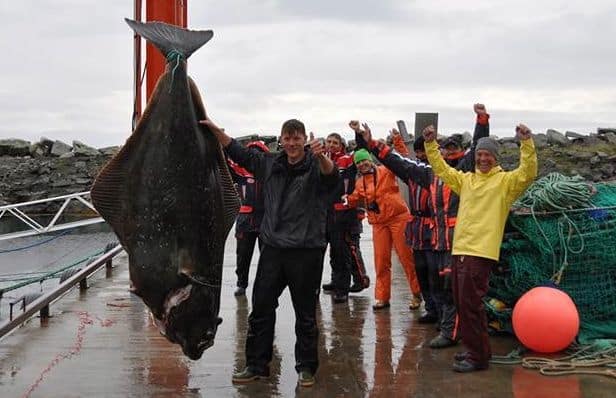 record halibut