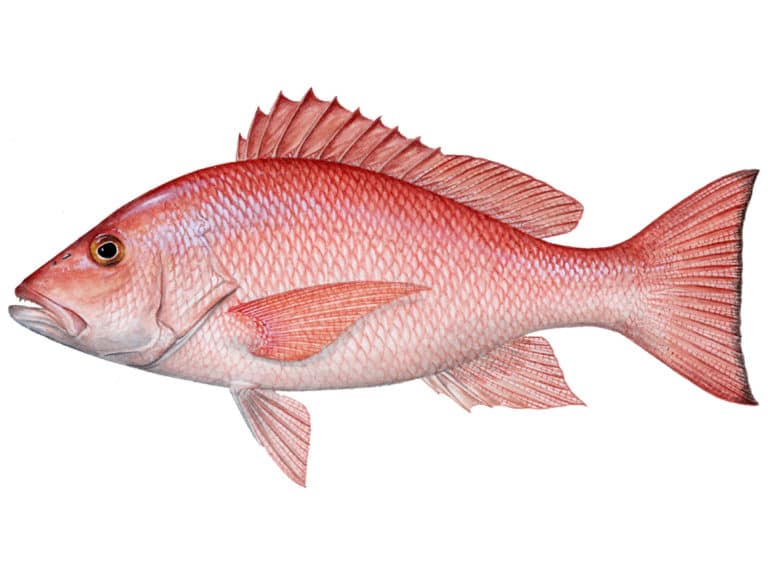 Red Snapper