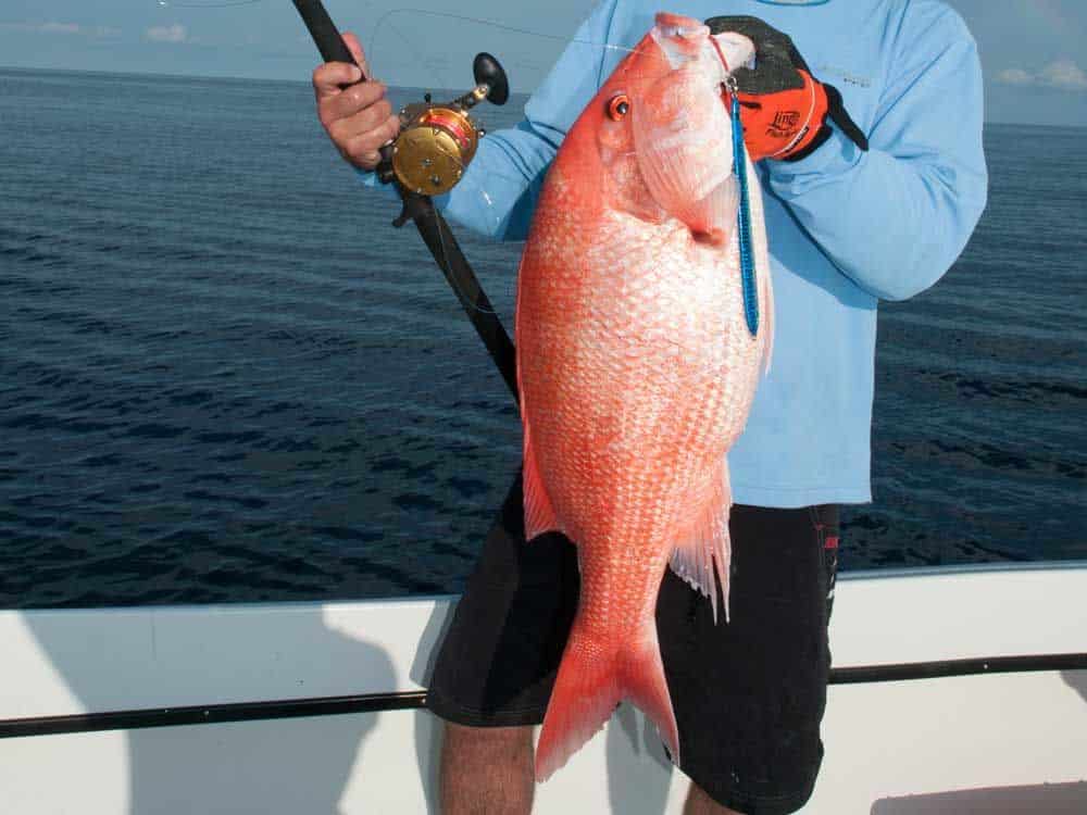 red snapper in Gulf of Mexico