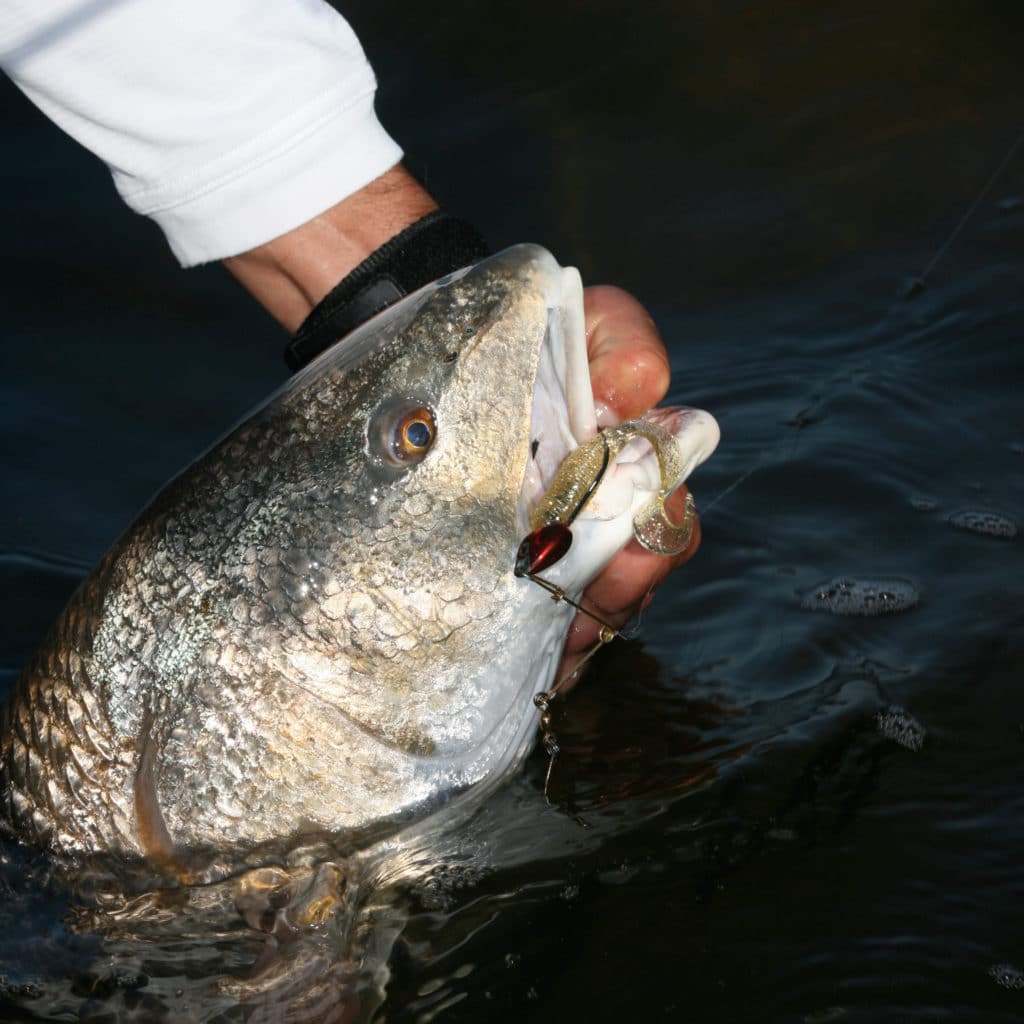 How To Catch Redfish With Spoons (Best Retrieve, Conditions, & Colors)