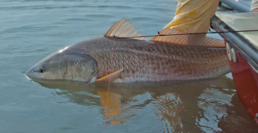 Louisiana redfish