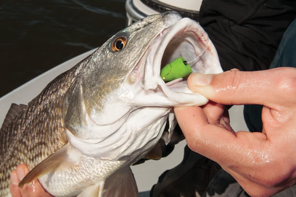 redfish fishing