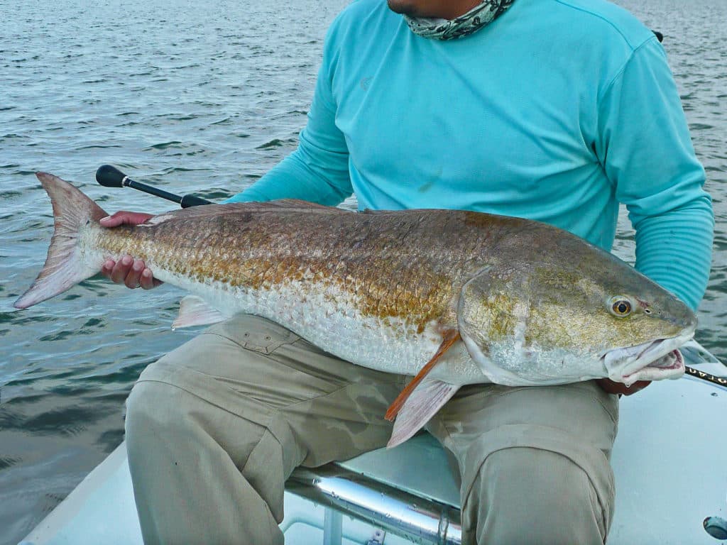 Venice, Louisiana truly offers the world's best redfish action year-round.