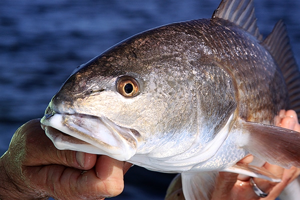 Redfish Mosquito Lagoon