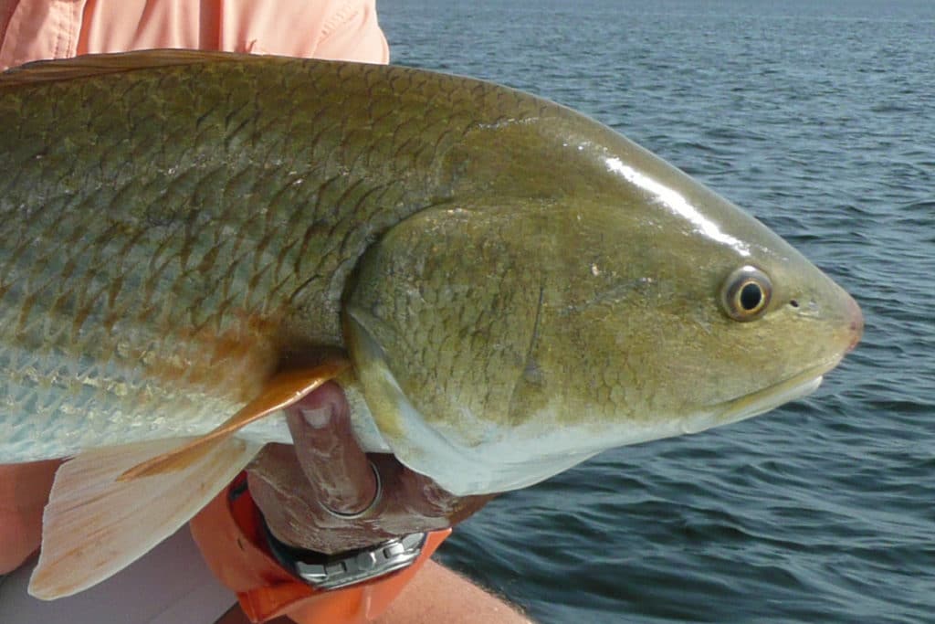 A handful of fly patterns can catch redfish anywhere.