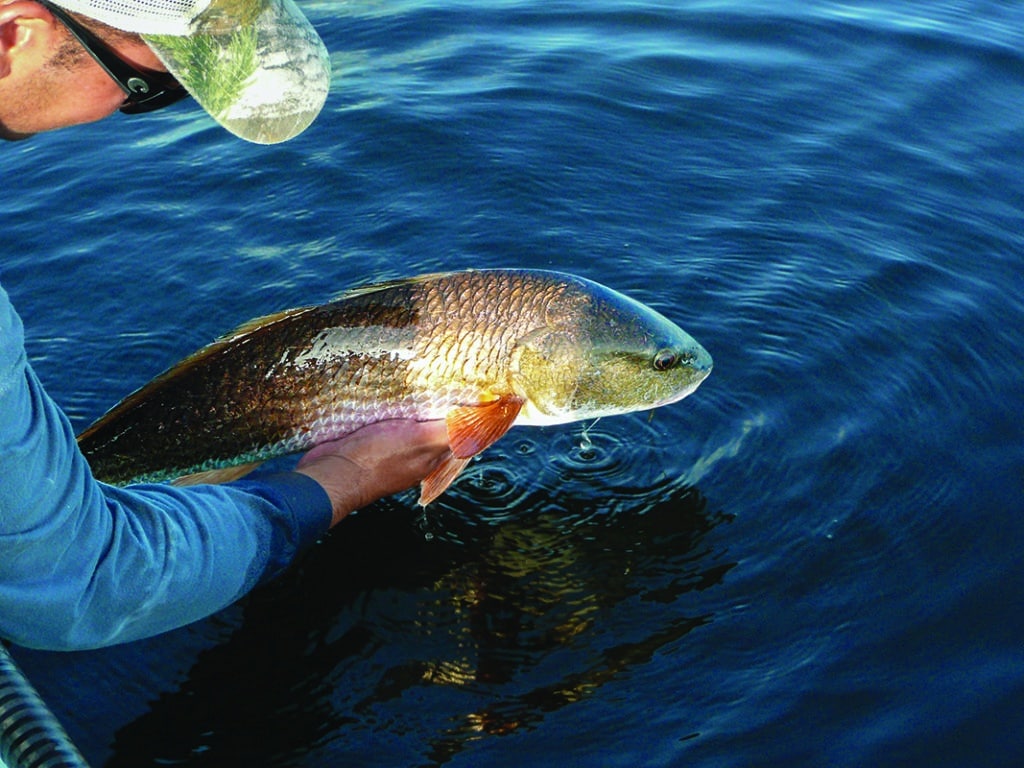 redfish fishing