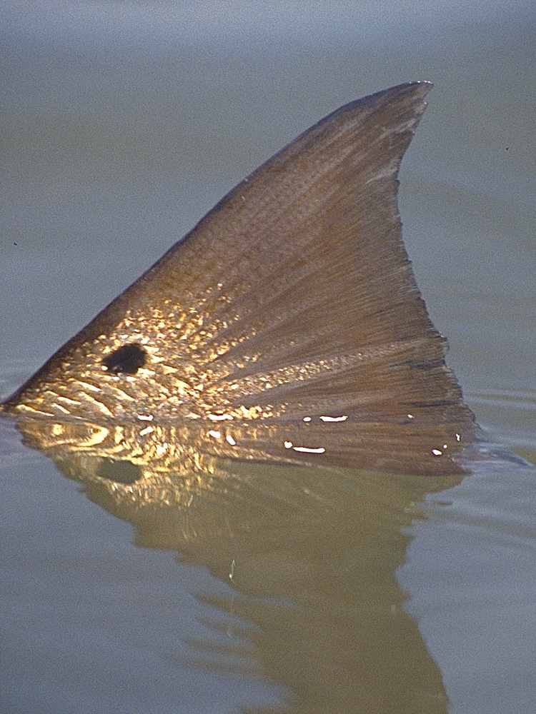 Redfish tailing in shallow water