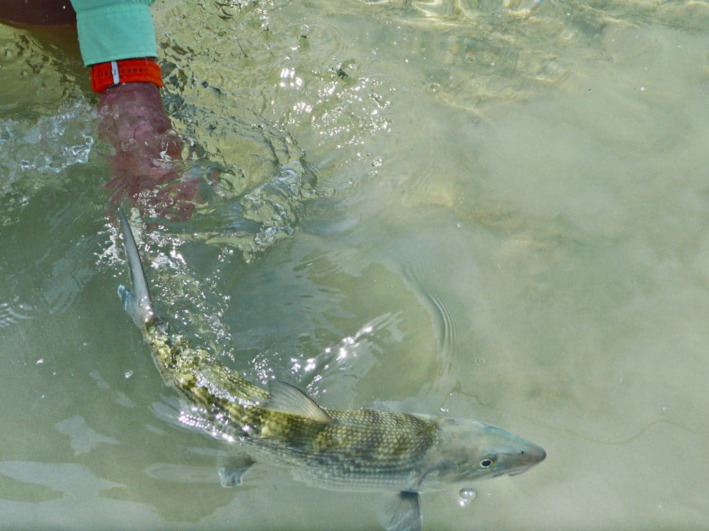 Cool water and a short battle let the bonefish recover quickly, enabling an almost immediate healthy release.