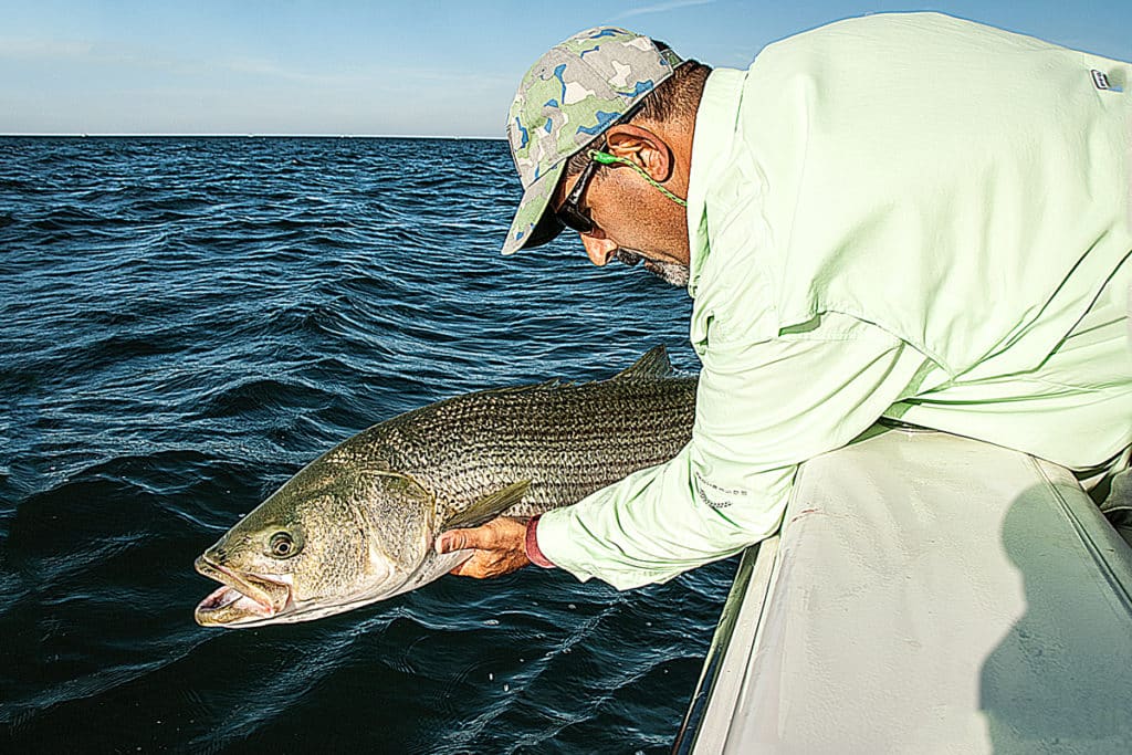 striped bass fishing release