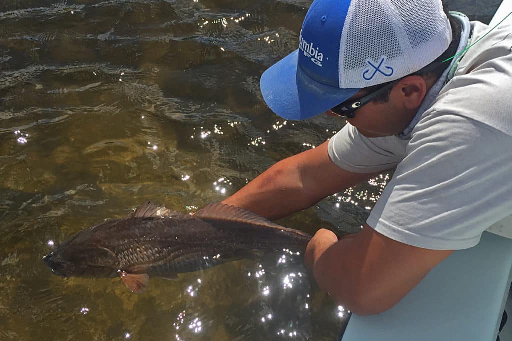 Both redfish and black drum focus on the bottom when they are tailing, so you have to be patient and wait until they start to move.