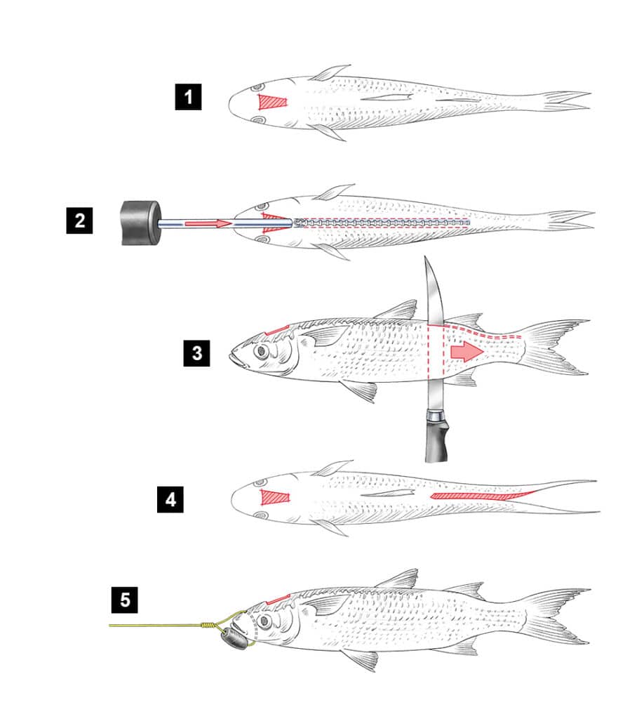 split-tailed mullet rig