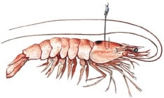 shrimp rigging live bait how-to