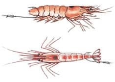 Five Ways to Rig Live Shrimp
