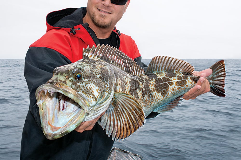 lingcod catch off Mexico