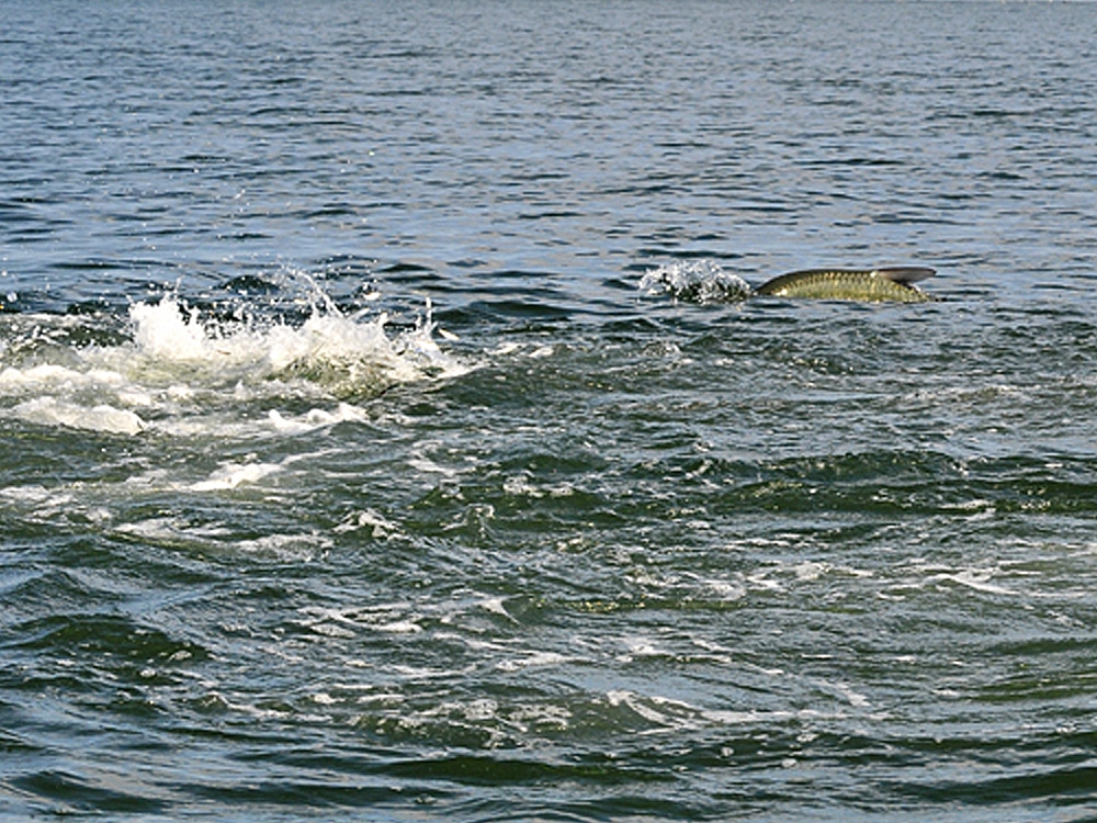 Tarpon on Fly Tutorial - End game