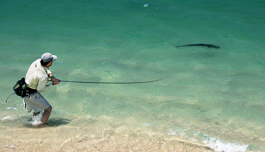 roosterfish-mexico-beach.jpg