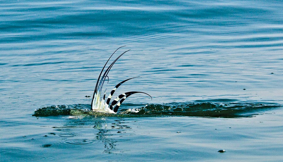roosterfish-mexico-fin.jpg