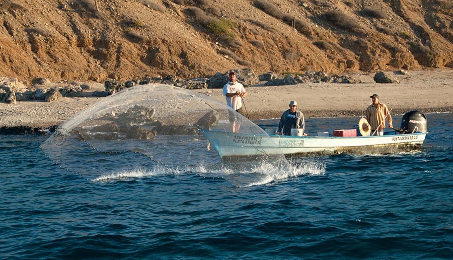 roosterfish-mexico-net.jpg