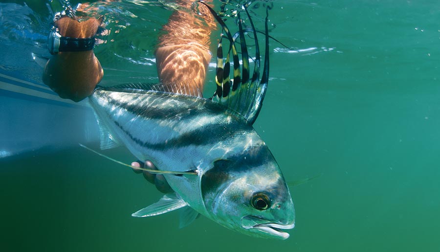 roosterfish-mexico-release.jpg