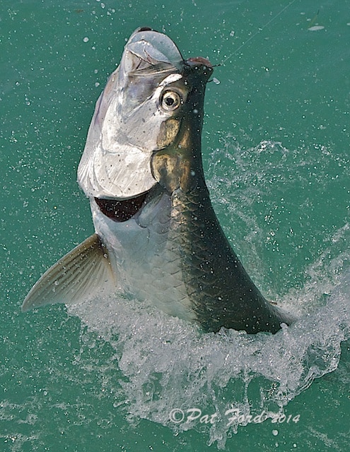 tarpon in the water