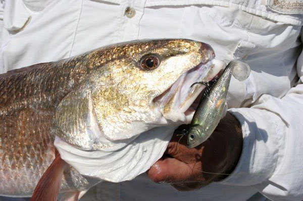 catching redfish