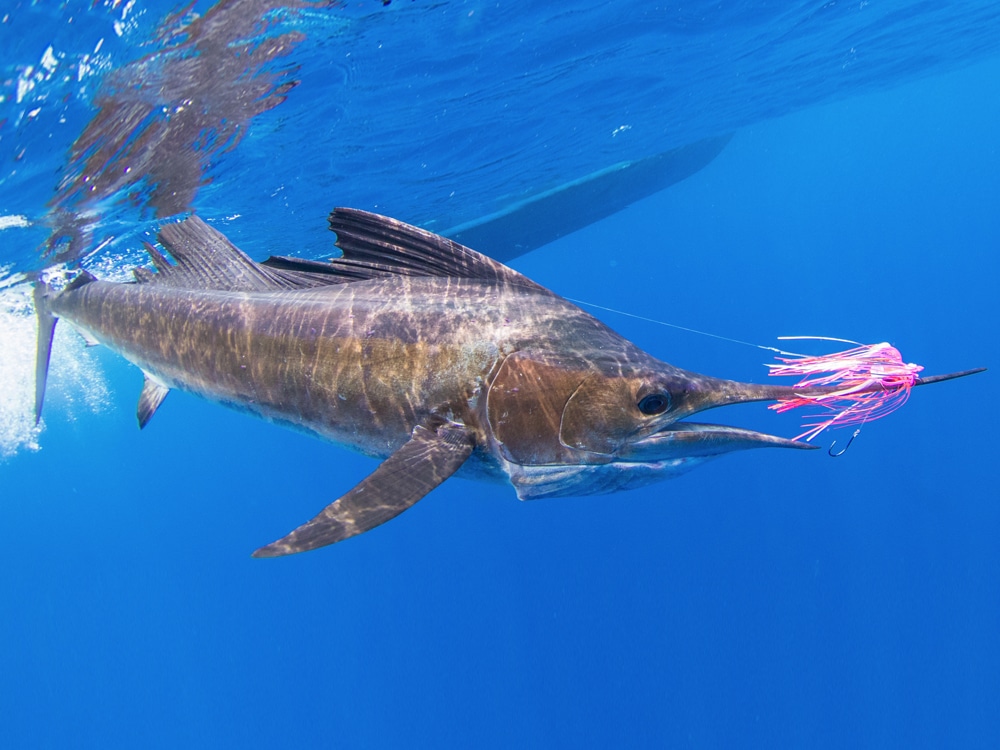 Pacific sailfish hooked on fly underwater