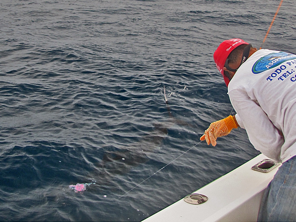 Mate leaders a sailfish and leads it toward the boat.