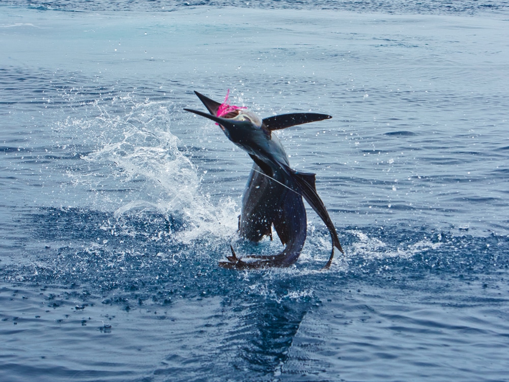 Hooked sailfish does its best get rid of the fly.