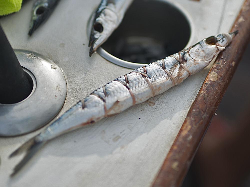 Hookless baits are the key to coaxing sailfish to take a fly