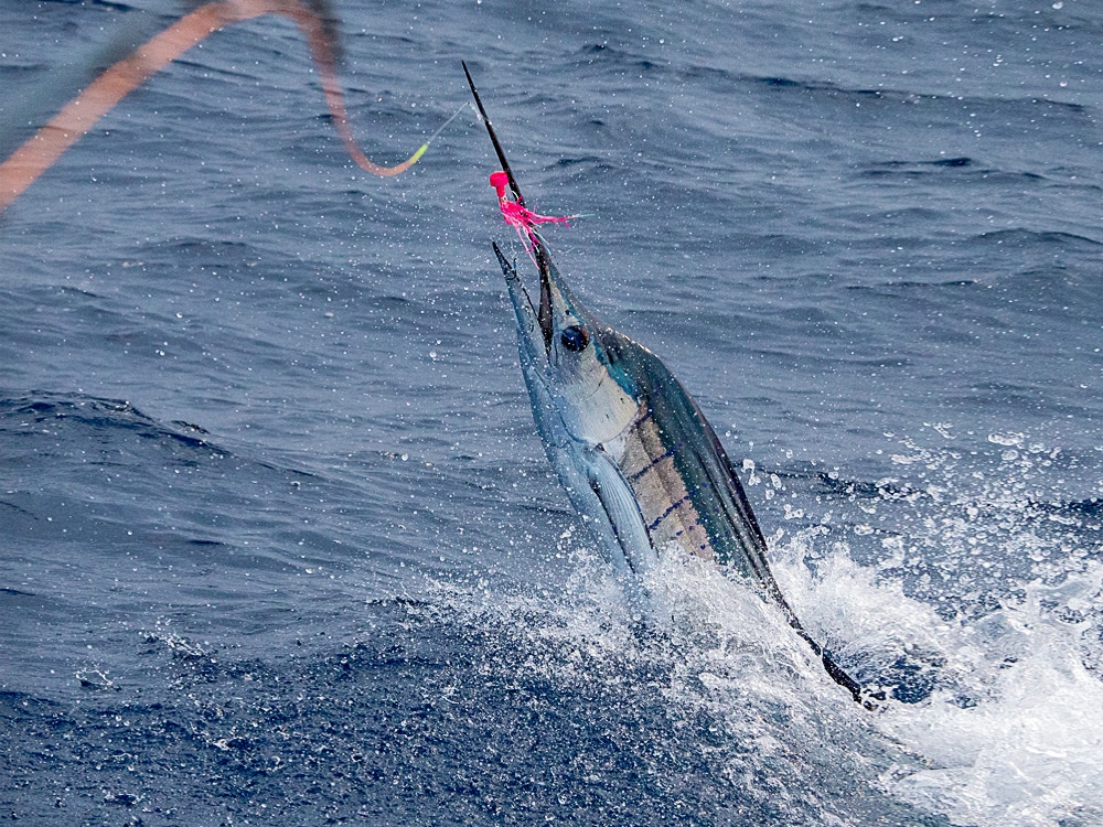Sailfish hooked on fly puts on a show at the surface