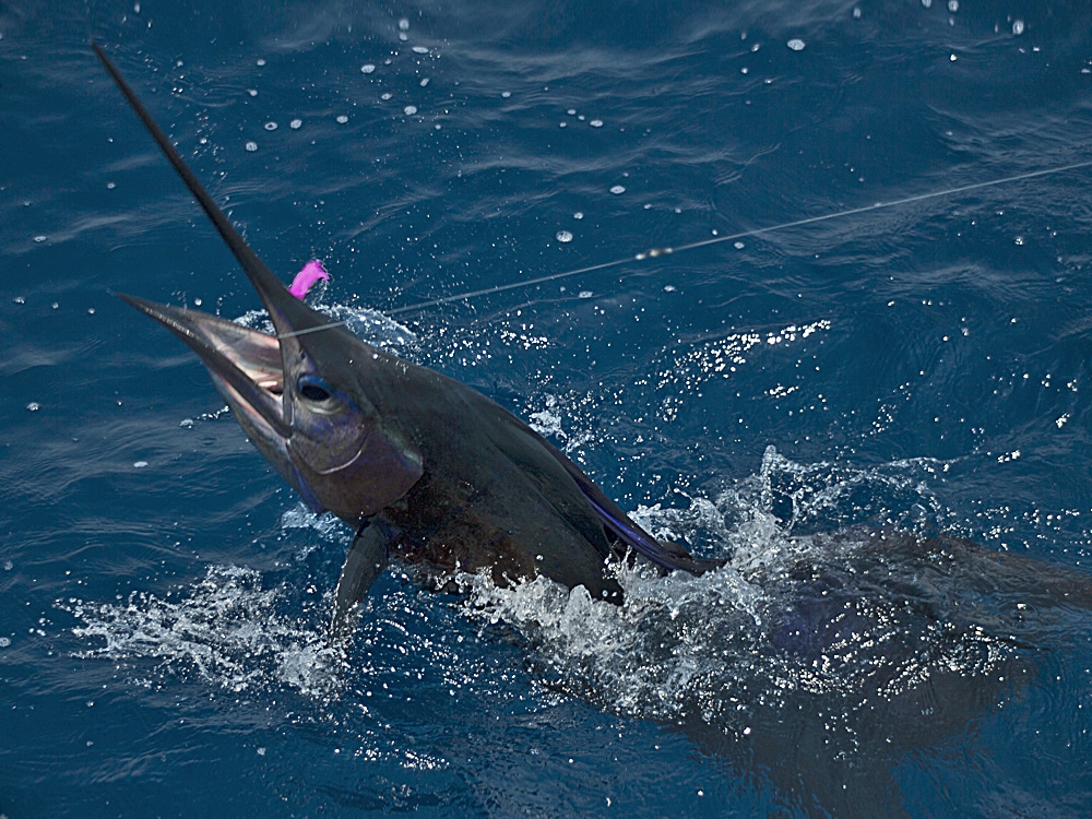 Hooked saifish tries vigorously to shake free of the fly.