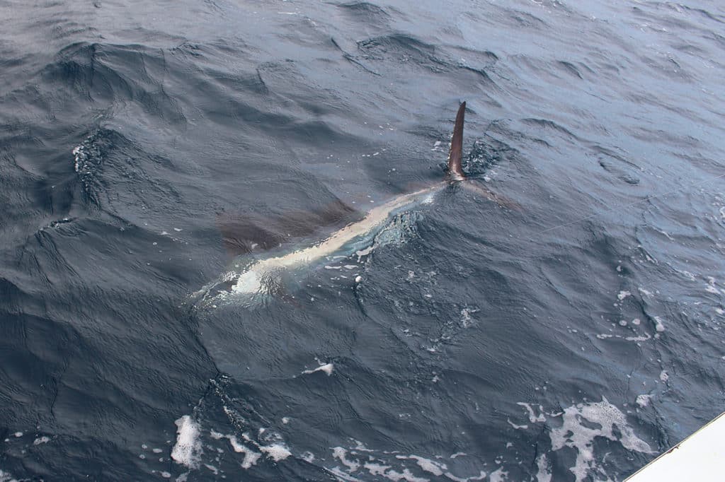 bait-fishing for marlin