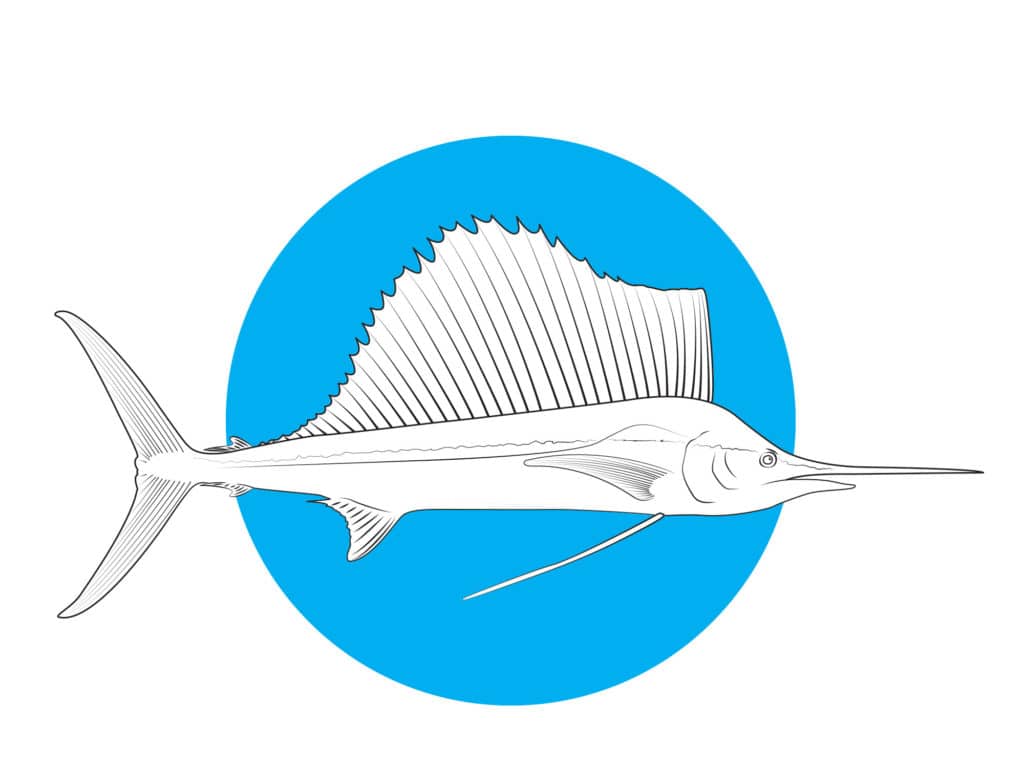 Atlantic sailfish