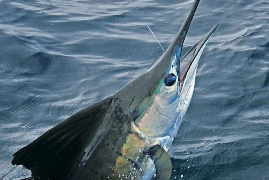 Guatemala sailfish