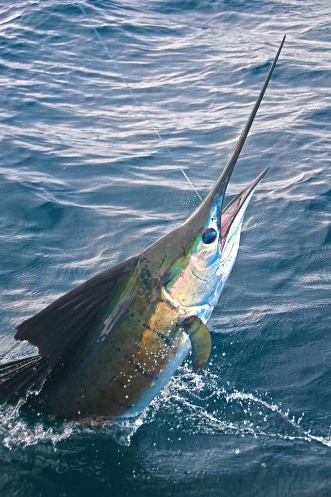 sailfish jumps in the water