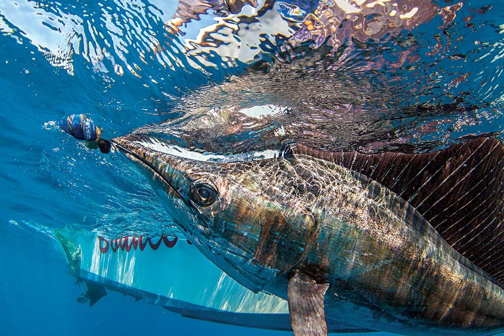 sailfish at end of a fight