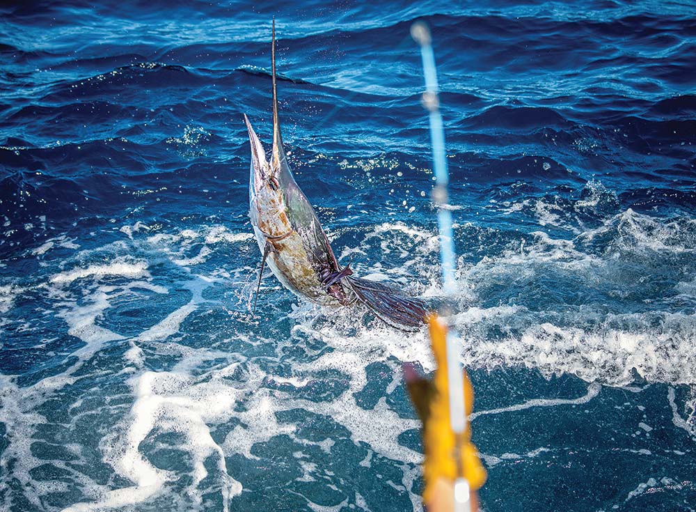 sailfish fight