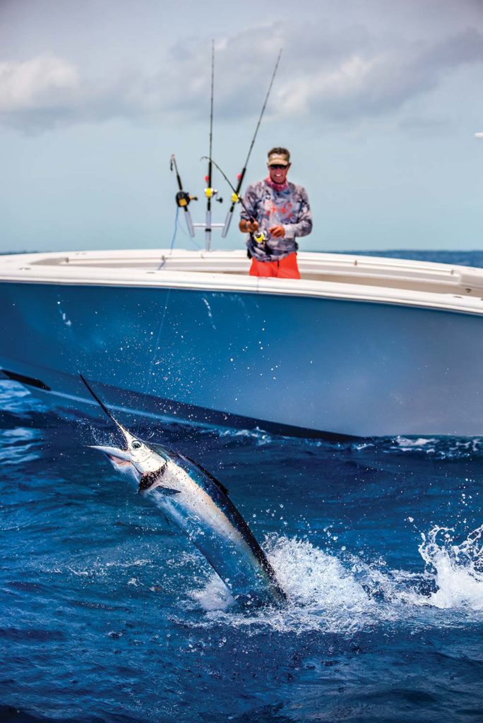 sailfish jumps out the water